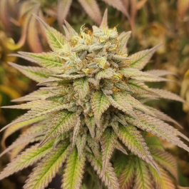 MNKGMHF0003 - MONKEY GENETICS - MONKEY HAZE FEM | 3 SEMI