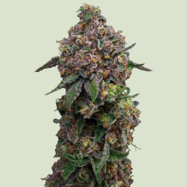 RQSF1FEM003076 - ROYAL QUEEN SEEDS - COSMIC CHEDDAR F1 FEM | 3 SEMI