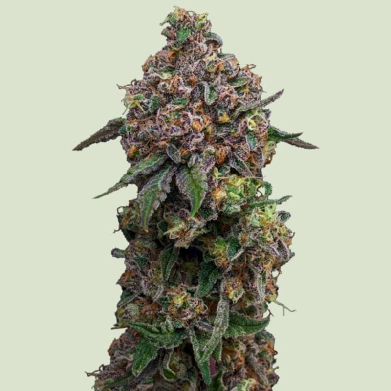 RQSF1FEM003076 - ROYAL QUEEN SEEDS - COSMIC CHEDDAR F1 FEM | 3 SEMI