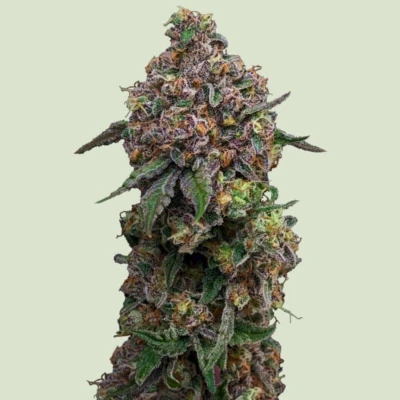 RQSF1FEM003076 - ROYAL QUEEN SEEDS - COSMIC CHEDDAR F1 FEM | 3 SEMI