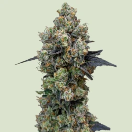 RQSF1FEM003077 - ROYAL QUEEN SEEDS - ORBITAL BANANA F1 FEM | 3 SAMEN