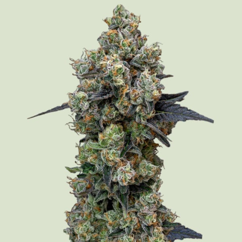 RQSF1FEM003077 - ROYAL QUEEN SEEDS - ORBITAL BANANA F1 FEM | 3 SEMI
