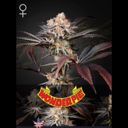 GHSWP5F - GREEN HOUSE SEED CO. - WONDER PIE FEM | 5 SEMI