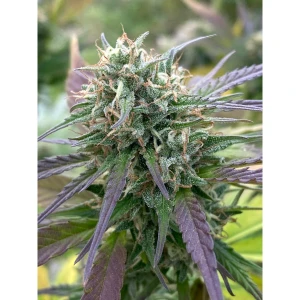 SATIVA CREATION - ORANGE BUDDHA (CBD)