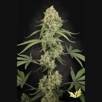 PS0579 - PARADISE SEEDS - TROPICAL FRIUT CAKE FEM | 3 SEMI