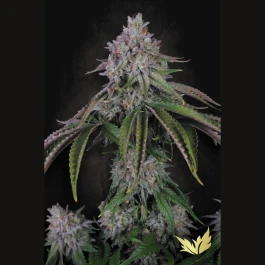 PS0586 - PARADISE SEEDS - VELVET MIST FEM | 3 GRAINES