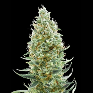 ADVSAMNF0003 - ADVANCED SEEDS - AMNESIA FAST FEM | 3 SEMILLAS