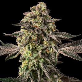 SILS033F003 - SILENT SEEDS - SUGAR ROCK FEM (By COOKIES) | 3 SEMI