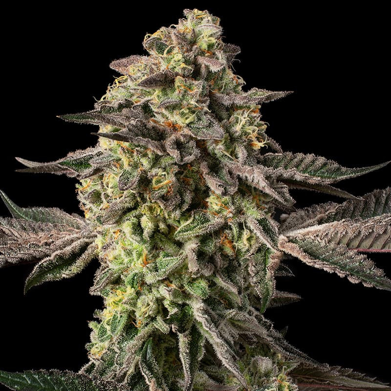 SILS033F003 - SILENT SEEDS - SUGAR ROCK FEM (By COOKIES) | 3 SEMI