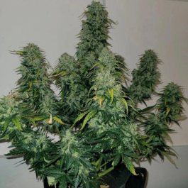MNKGSBA0003 - MONKEY GENETICS - SHERBET BLAST AUTO FEM | 3 SEMI