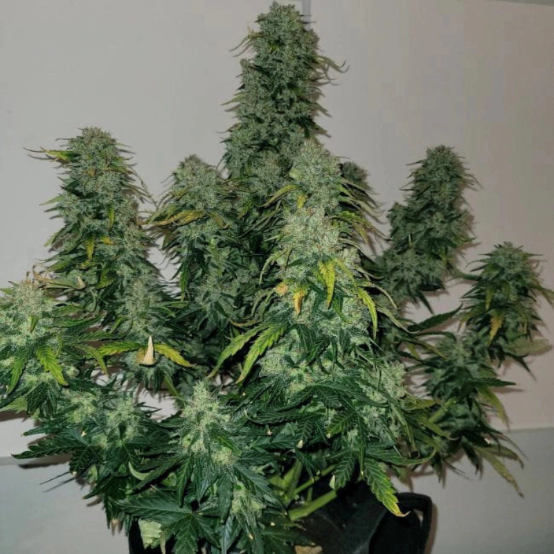 MNKGSBA0003 - MONKEY GENETICS - SHERBET BLAST AUTO FEM | 3 SEMI