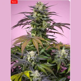 SWGF003 - SWEET SEEDS - GELONADE® FEM (SWS123) | 3+1 SEMI