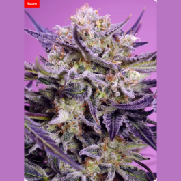 SWFVPG003 - SWEET SEEDS - PINK GUAVA F1 FAST VERSION® FEM (SWS124) | 3+1 SEMI