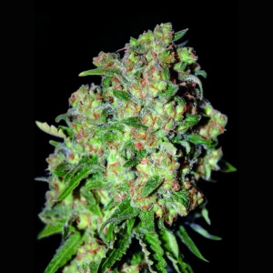 ADVSC0100 - ADVANCED SEEDS - CRITICAL FEM | 100 SEMILLAS