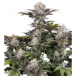 FBS003F9065 - FAST BUDS - FROSTBANGER AUTO F4 FEM | 3 SEMI