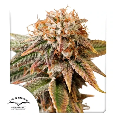 DP15532 - DUTCH PASSION - AUTO KINGSTON PUNCH FEM | 3 SEMI