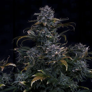 MPHG4AM0003A - MEPHISTO GENETICS - 4 ASSED MONKEY AUTO FEM | 3+2 SEMI