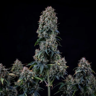MPHGAVT0003A - MEPHISTO GENETICS - ALIEN VS: TRIANGLE AUTO FEM | 3+2 SEMI