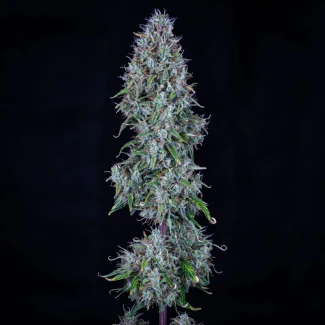MPHGHBDD0003A - MEPHISTO GENETICS - HUBBABUBBASMELLOSCOPE AUTO FEM | 3+2 SEMI