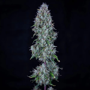 MPHGHBDD0003A - MEPHISTO GENETICS - HUBBABUBBASMELLOSCOPE AUTO FEM | 3+2 SEMI