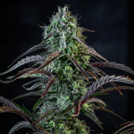 MPHGINB0003A - MEPHISTO GENETICS - ICE 'N' BAKED AUTO FEM | 3+2 GRAINES