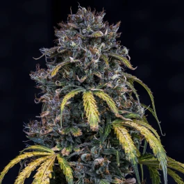 MPHGSOH0003A - MEPHISTO GENETICS - SUPER ORANGE HAZE AUTO FEM | 3+2 GRAINES