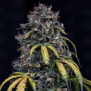 MPHGSOH0003A - MEPHISTO GENETICS - SUPER ORANGE HAZE AUTO FEM | 3+2 SEMI
