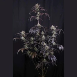 FBS003F42073 - FAST BUDS - STRAWBERRY GORILLA AUTO RF3 FEM | 3 GRAINES