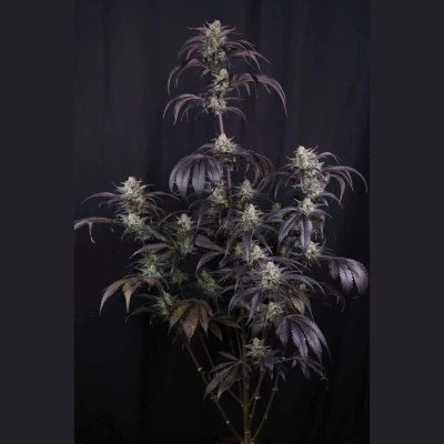 FBS003F42073 - FAST BUDS - STRAWBERRY GORILLA AUTO RF3 FEM | 3 SEMI