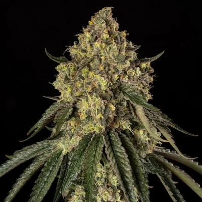 SILS034F03 - SILENT SEEDS - B-52 FEM | 3 SEMI