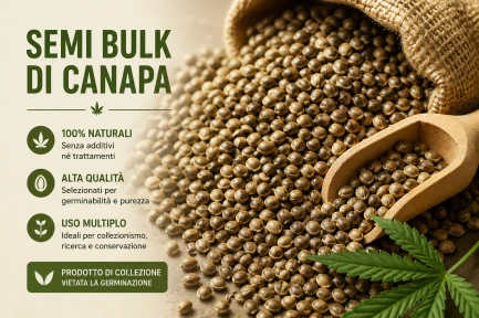 BULK 250 SEMI COLLEZIONE AUTO FEMM ORIGINE CALIFORNIA