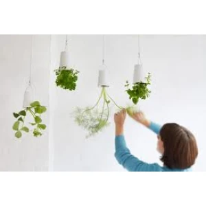 SKYPL - SKYPLANTER GROSS WEISS BOSKKE