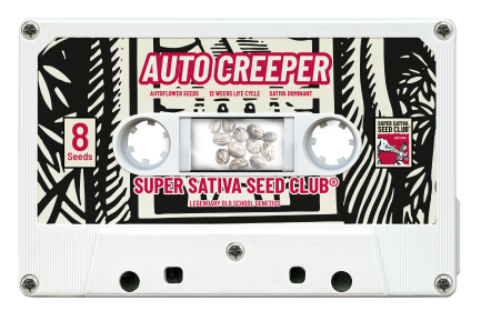 SSSC070302 - SUPER SATIVA SEED CLUB - AUTO CREEPER FEM | 3 SEMI