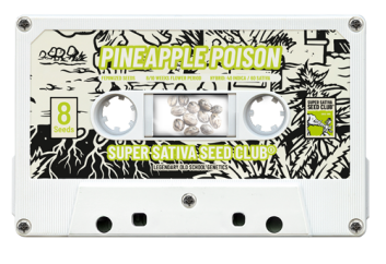 SSSC12082 - SUPER SATIVA SEED CLUB - PINEAPPLE POISON FEM | 8 SEMI Disponibili fino a fine scorte
