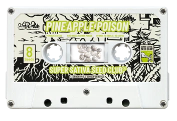 SSSC12082 - SUPER SATIVA SEED CLUB - PINEAPPLE POISON FEM | 8 SEEDS Available while stocks last