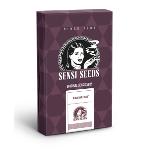 SS1560329 - SENSI SEEDS BANK - BLACK HARLEQUIN FEM | 3 SEEDS Available while stocks last