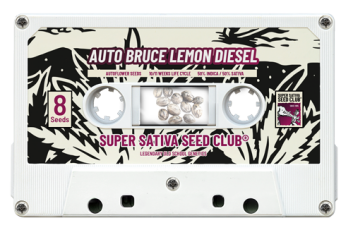 SSSC200502 - SUPER SATIVA SEED CLUB - AUTO BRUCE LEMON DIESEL FEM | 5 SEMI
