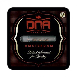 DNAFEM621 - DNA GENETICS - CATARACT CAKE FEM | 6 SEMILLAS
