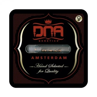 DNAFEM6023 - DNA GENETICS - KOSHER PIE FEM | 6 SEEDS