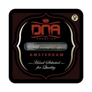 DNAFEM6023 - DNA GENETICS - KOSHER PIE FEM | 6 SEEDS