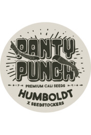SSTKHF0025066 - SEEDSTOCKERS - PANTY PUNCH FEM (SUPERIOR) | 25 SEMI