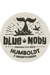 SSTKHF0003059 - SEEDSTOCKERS - BLUE MOBY AUTO FEM (SUPERIOR) | 3 GRAINES