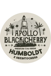 SSTKHF0001058 - SEEDSTOCKERS - APOLLO BLACK CHERRY AUTO FEM (SUPERIOR) | 1 SAMEN