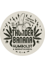 SSTKHF0025062 - SEEDSTOCKERS - THUNDER BANANA FEM (SUPERIOR) | 25 SEMI