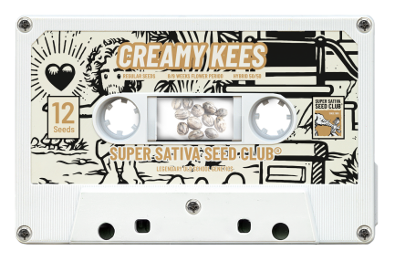 SSSC081201 - SUPER SATIVA SEED CLUB - CREAMY KEES REG | 12 SEMI