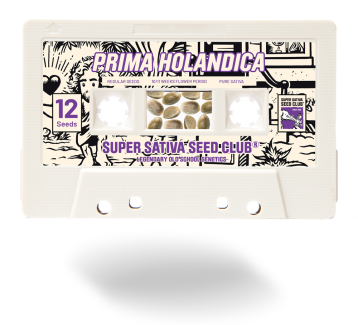 SSSC031201 - SUPER SATIVA SEED CLUB - PRIMA HOLANDICA REG | 12 SEMI