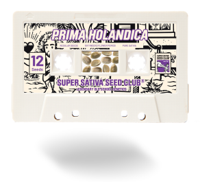 SSSC031201 - SUPER SATIVA SEED CLUB - PRIMA HOLANDICA REG | 12 SEMI