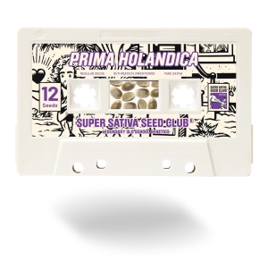 SSSC031201 - SUPER SATIVA SEED CLUB - PRIMA HOLANDICA REG | 12 SEMILLAS