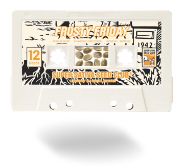 SSSC042401 - SUPER SATIVA SEED CLUB - FROSTY FRIDAY REG | 24 SEEDS