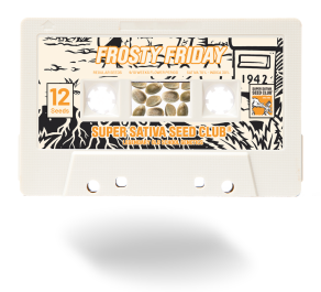 SSSC041201 - SUPER SATIVA SEED CLUB - FROSTY FRIDAY REG | 12 SEMI